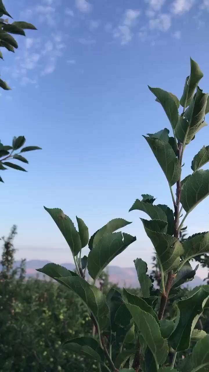 @kadişş