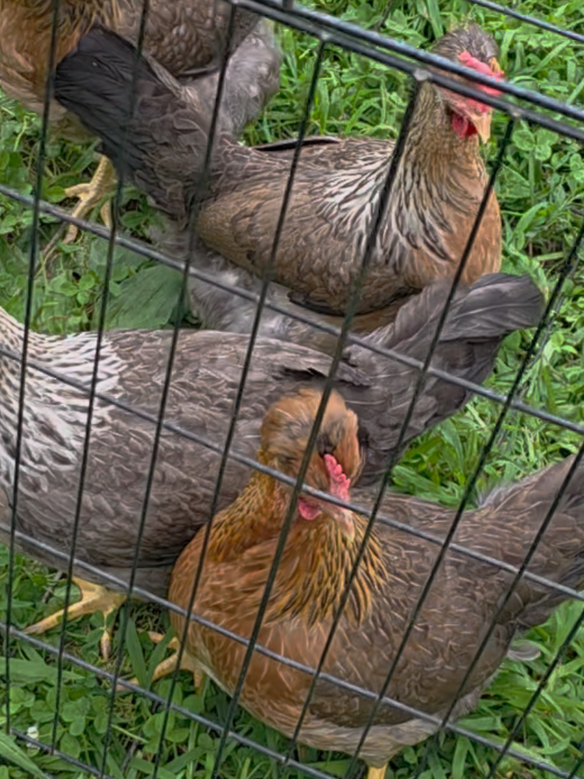 @JMFARMS123