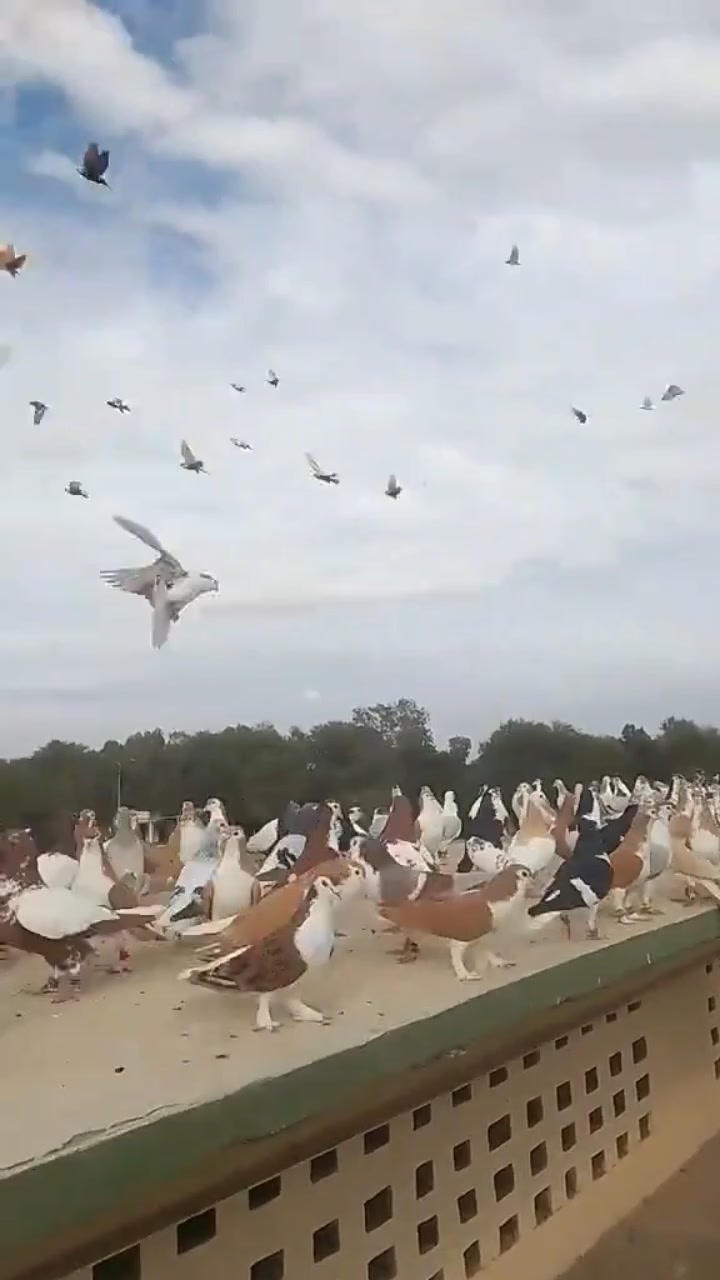 @waheedpegeonLoft