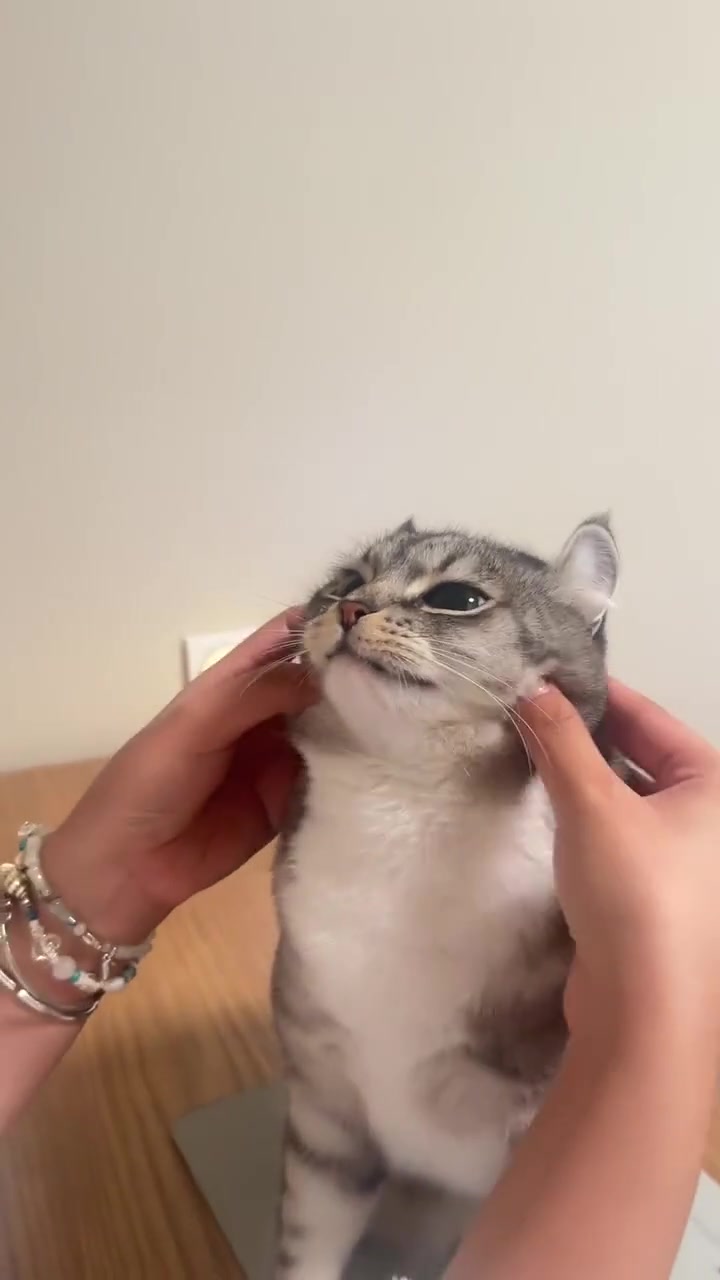 @gonzo_cats