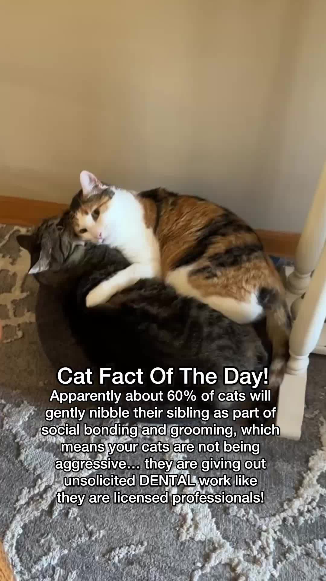 @Chip The Manx