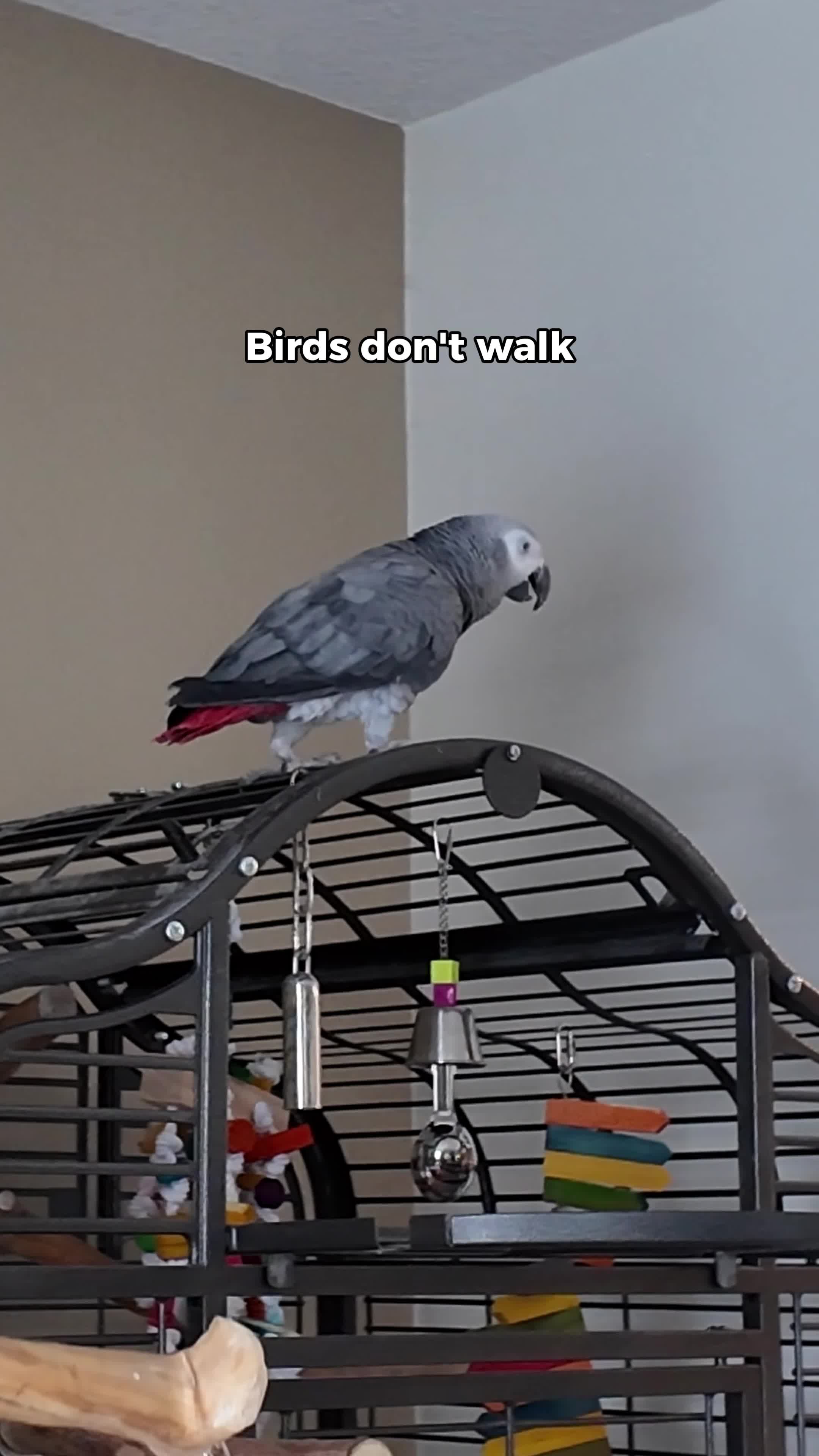 @Gizmo The Grey Bird