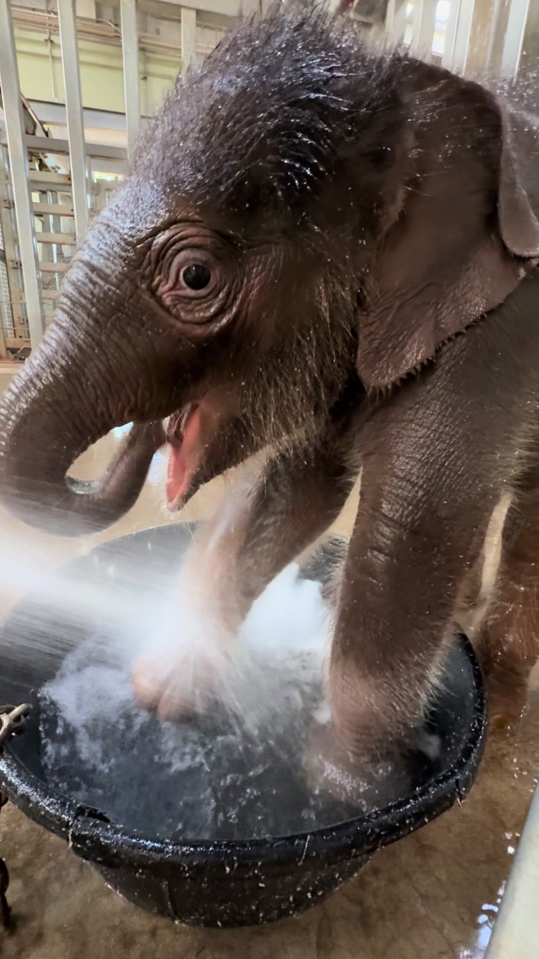 @okczoo