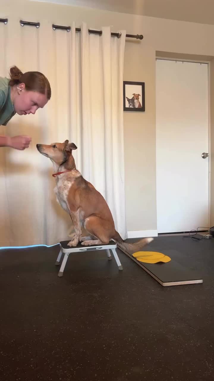 @Marissa | K9 Fitness Coach 🐾