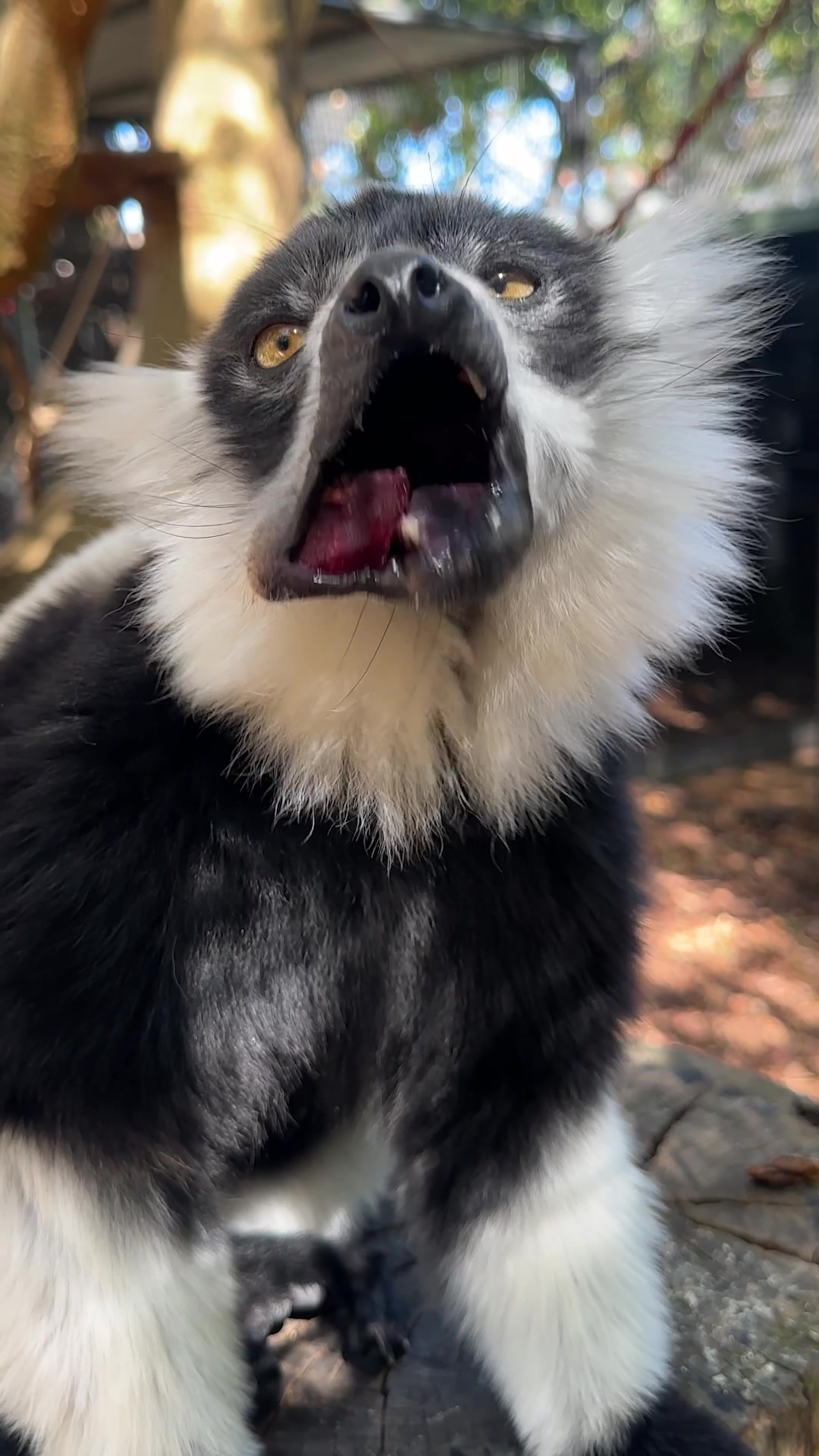 @Perth Zoo