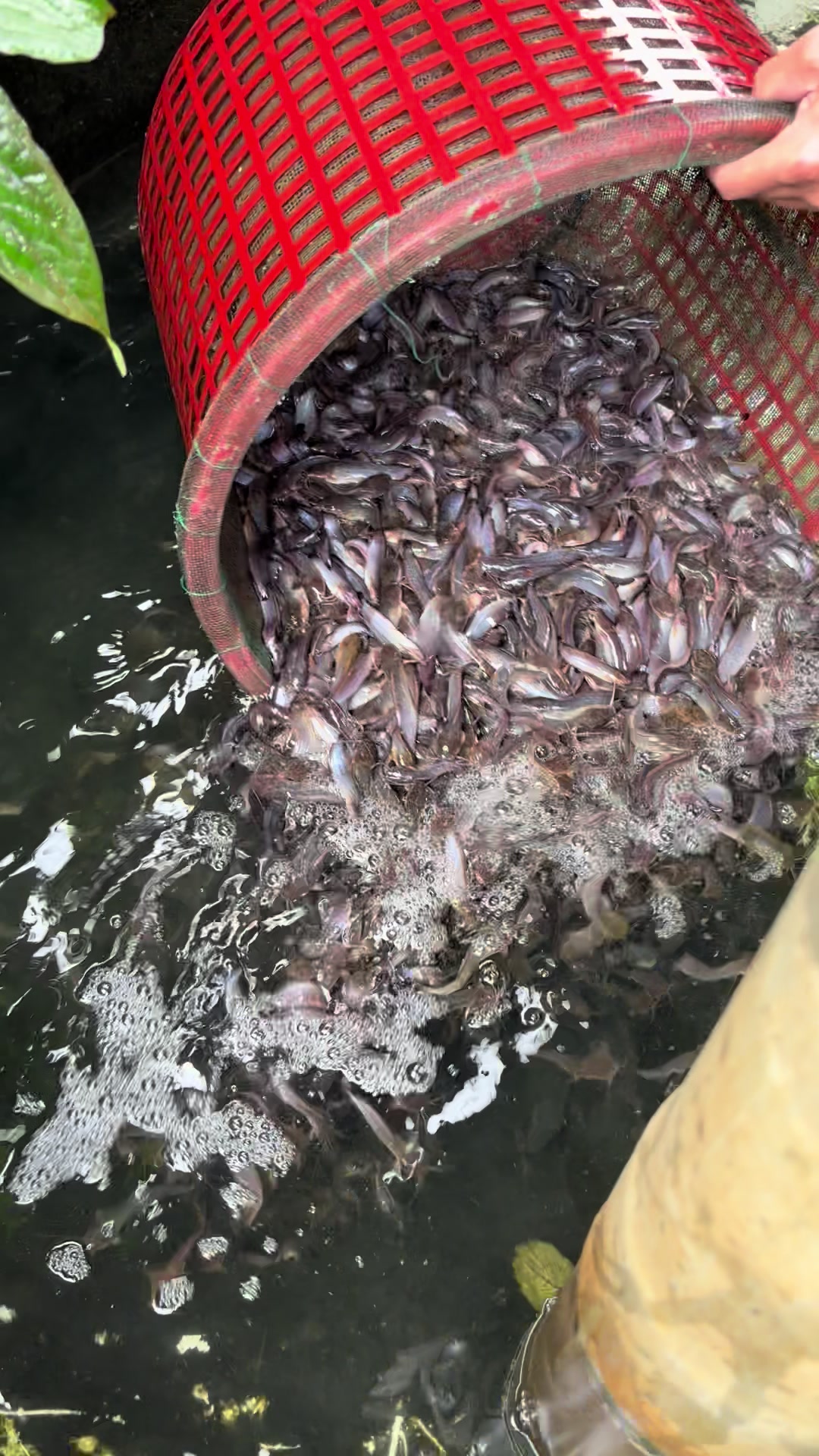 @Trại Cá Giống Quang Lâm