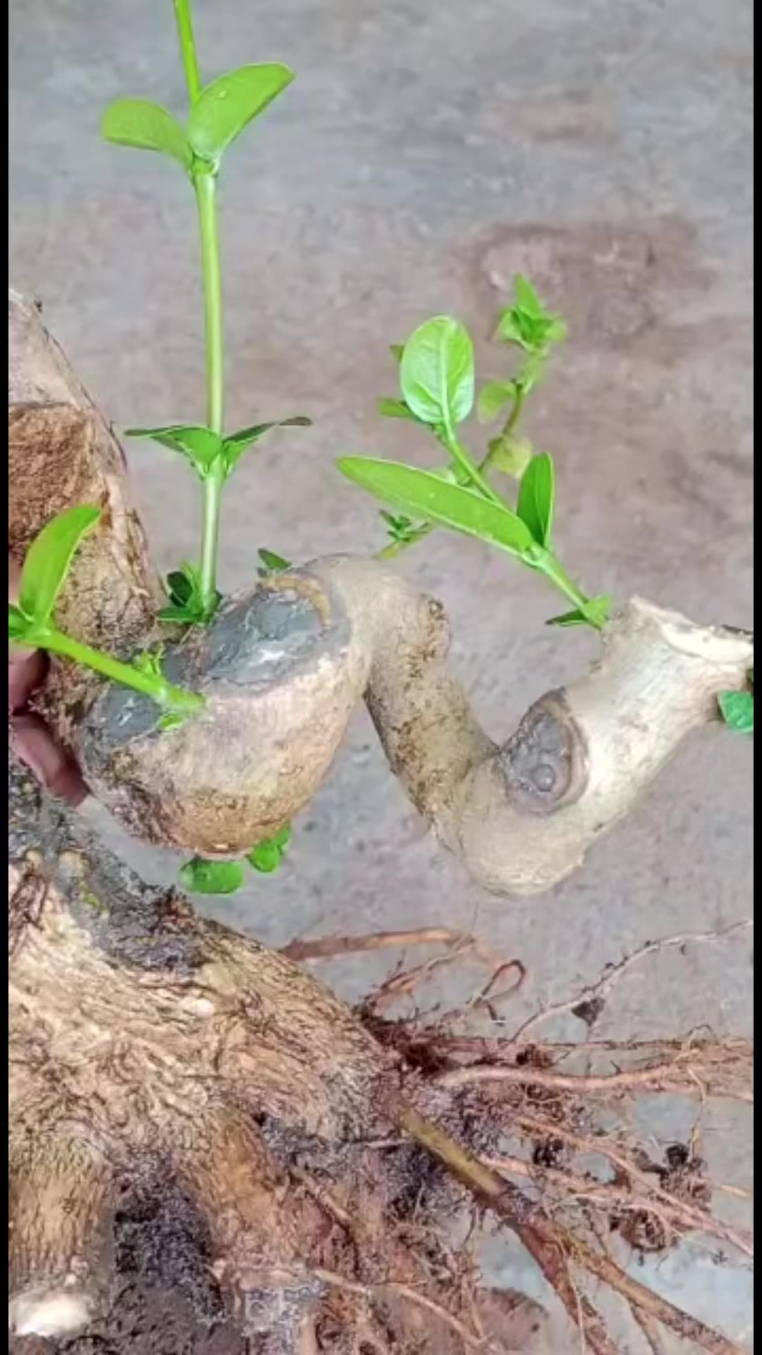 @“Cris Art Bonsai”