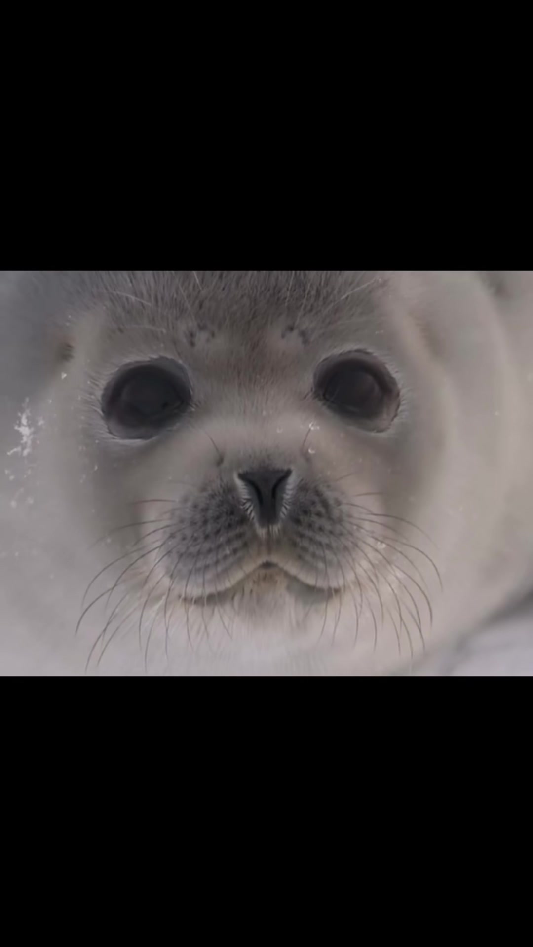 @seal lover 🦭⋆˚꩜｡⋆˚🩵