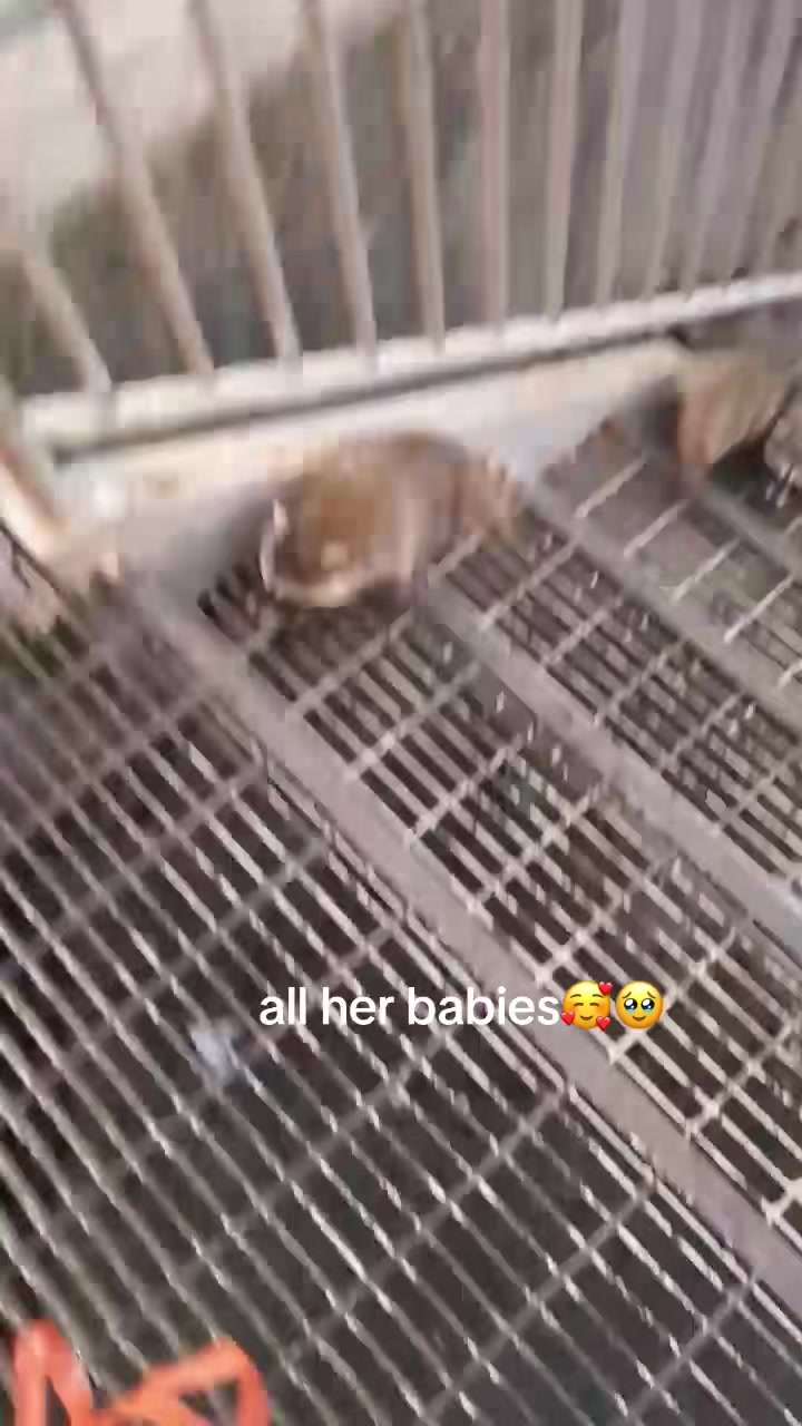 @maryyy🍄🧚🌙🐈&zwj;⬛