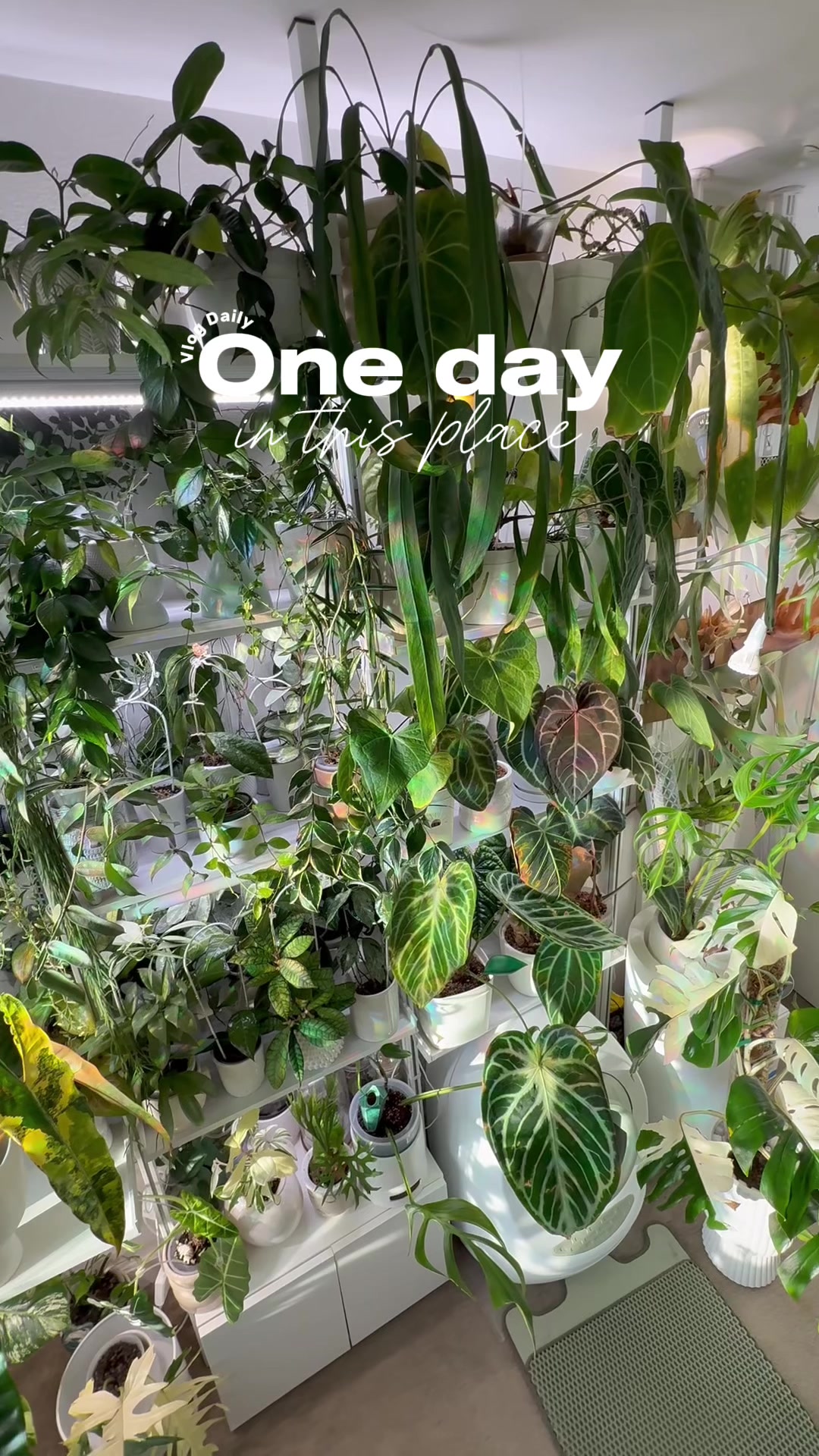 @Cyril&rsquo;s Plants | Cats | DIY 🌿