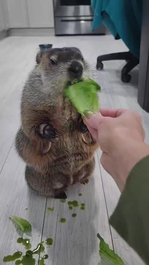@Wilbur the Woodchuck