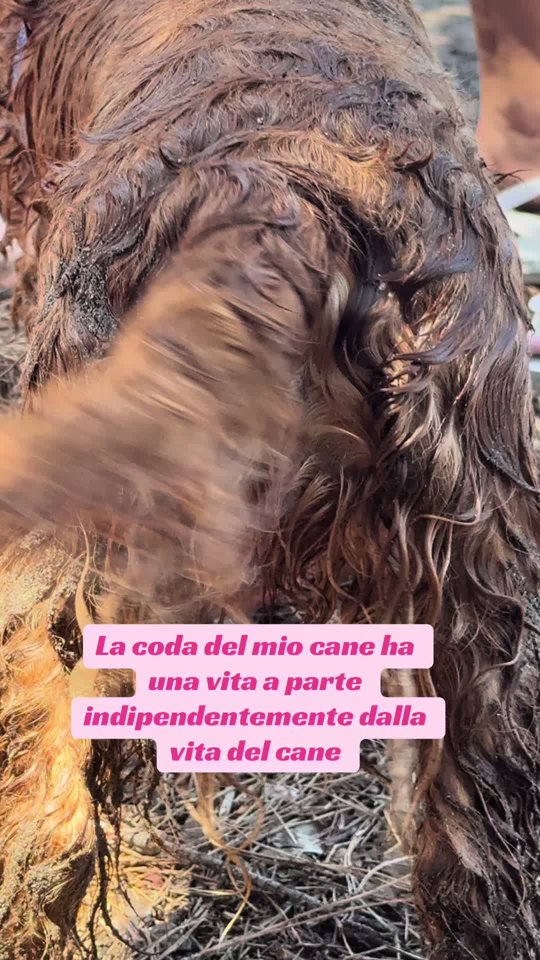 @🌸🐶Pamela Cocker Spaniel🐶🌸