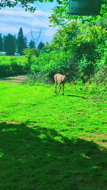 @Sharin&hearts;️🦌🌞🌛&hearts;️