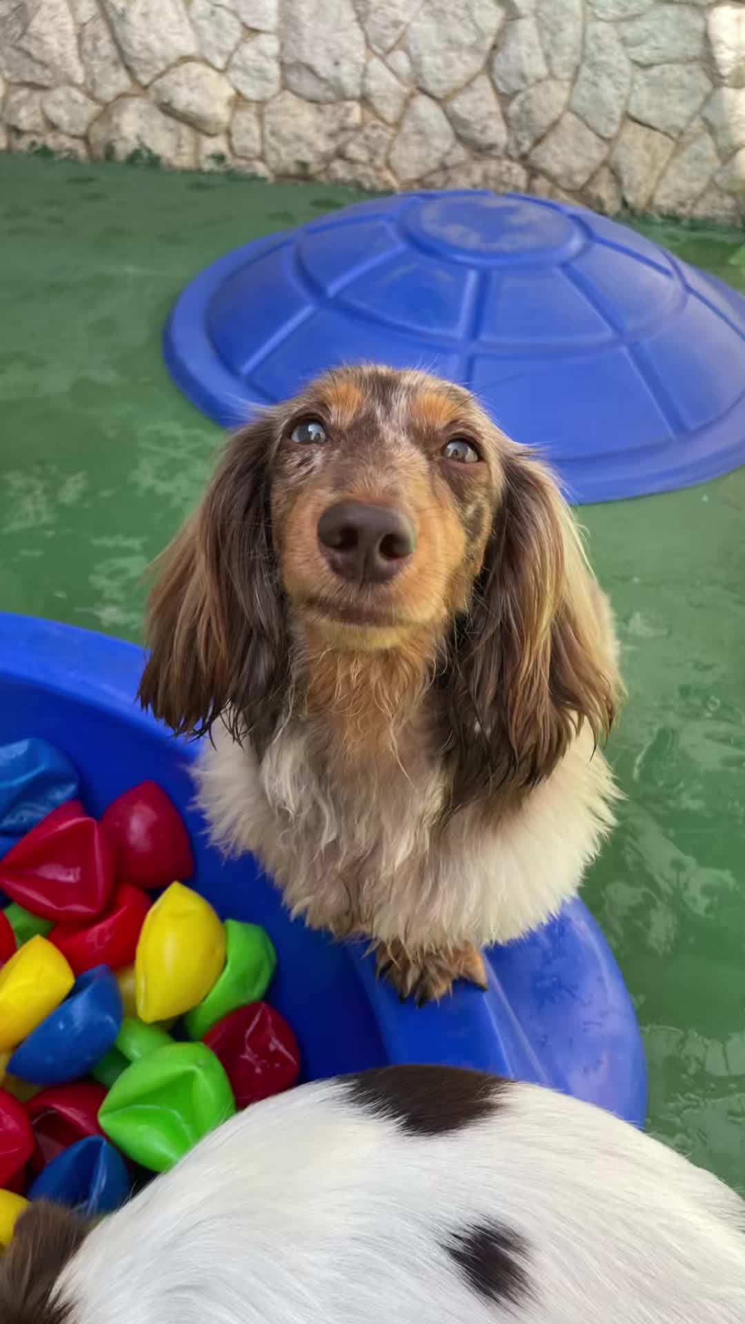 @Vila Dog | Daycare | Hotel Pet