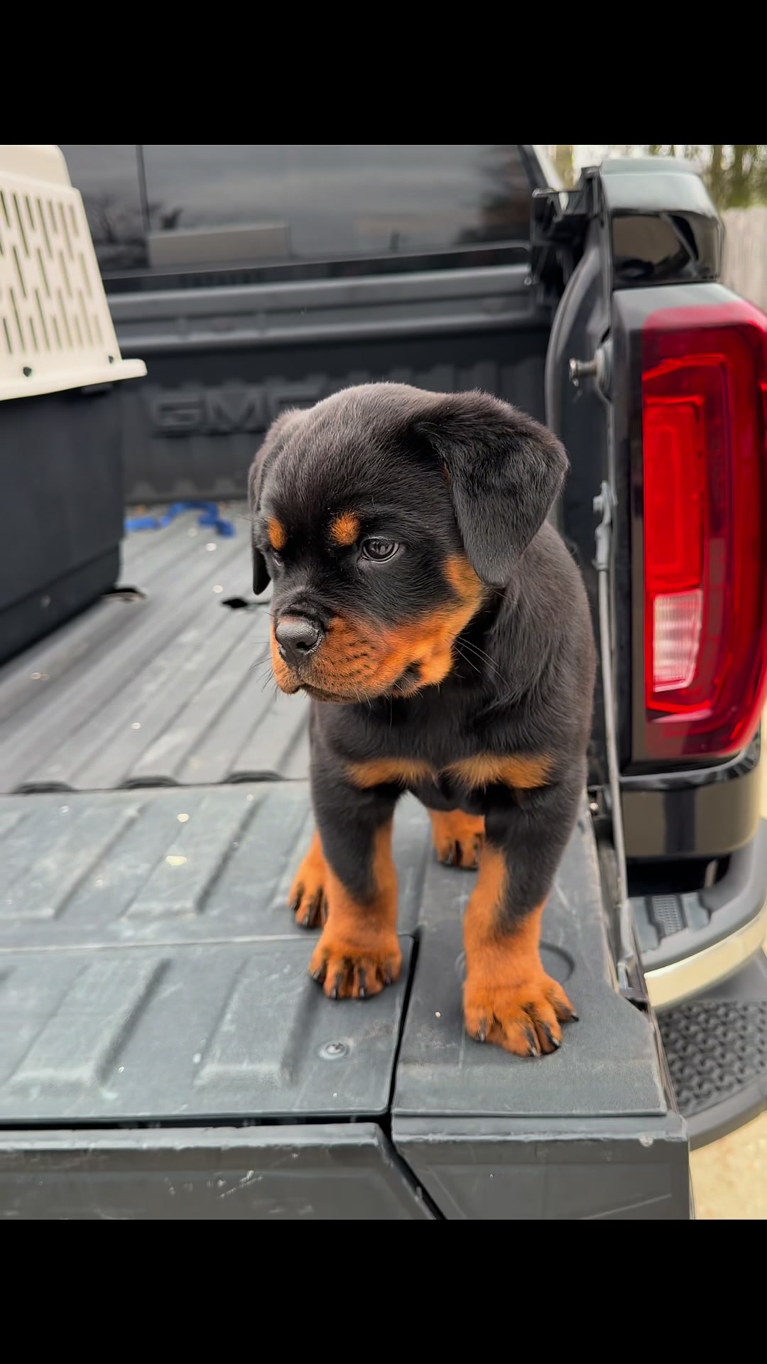@King Vasko Rottweilers