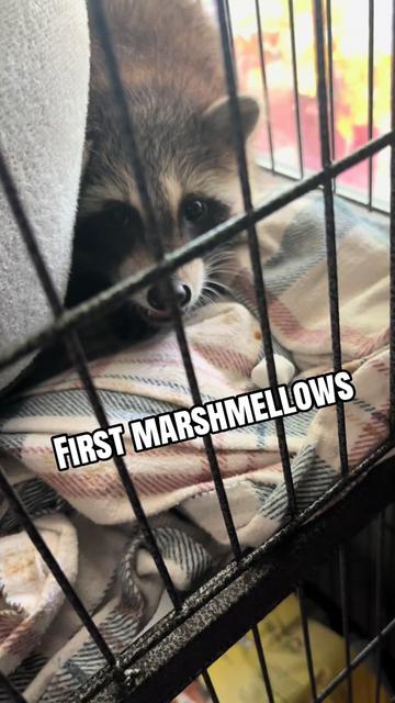 @Sarahsquirrels43🐿️