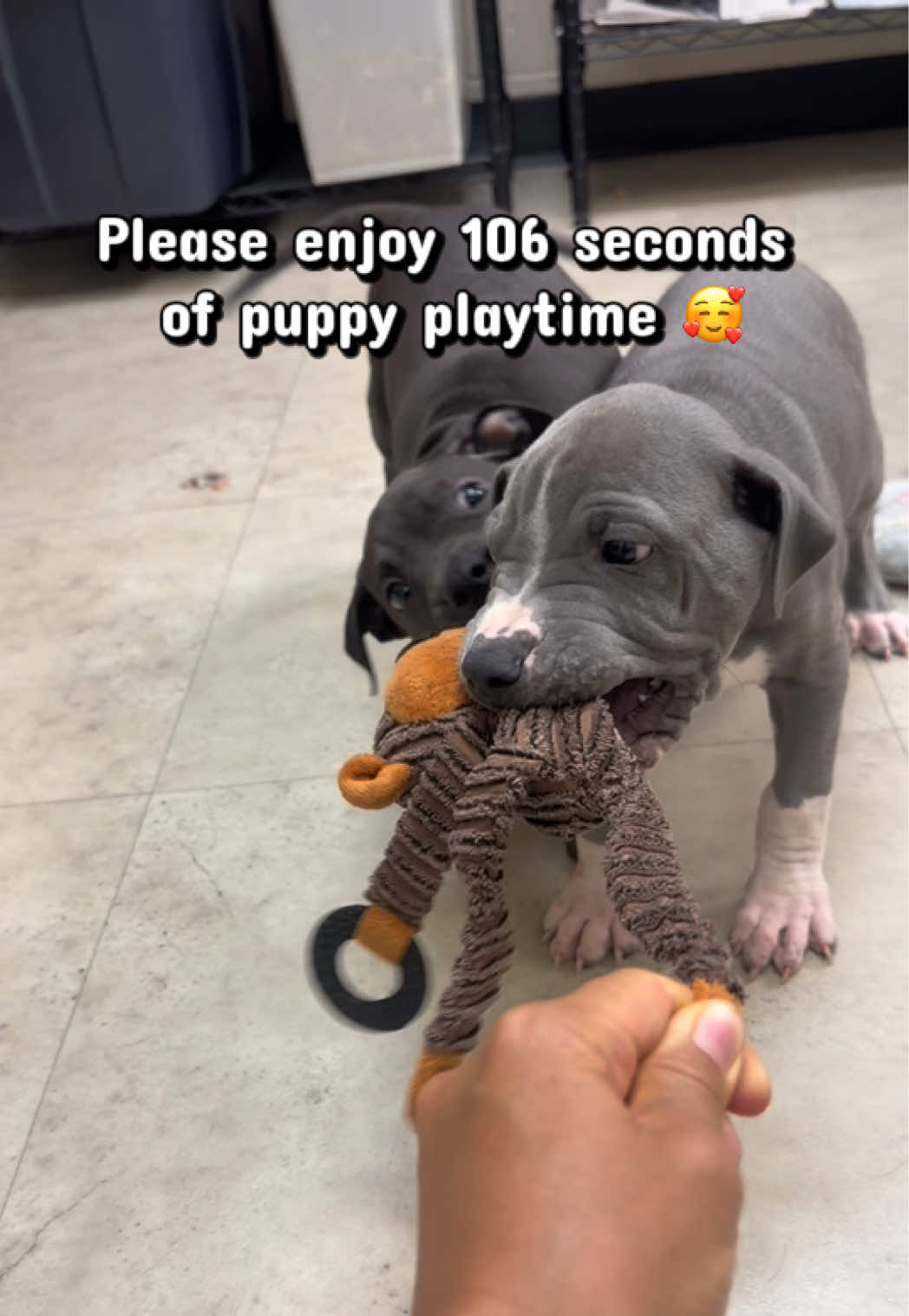 @emilyloves.shelterdogs