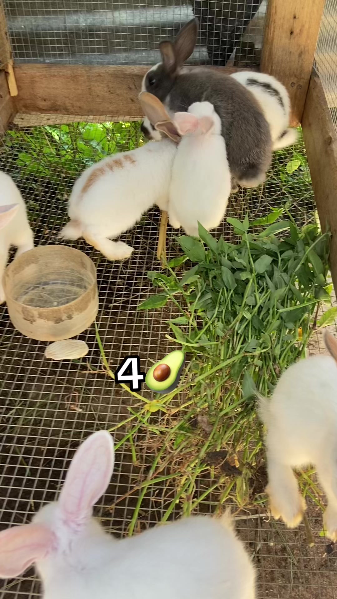 @HappyHoppersRabbitry