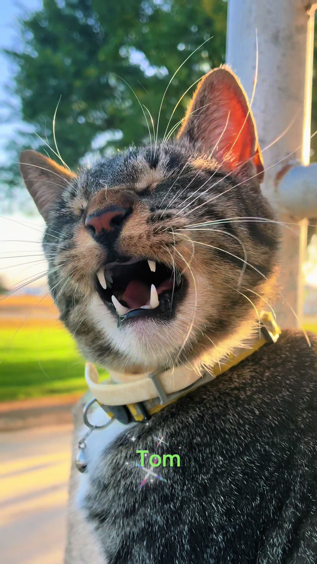 @Amri Gatitos