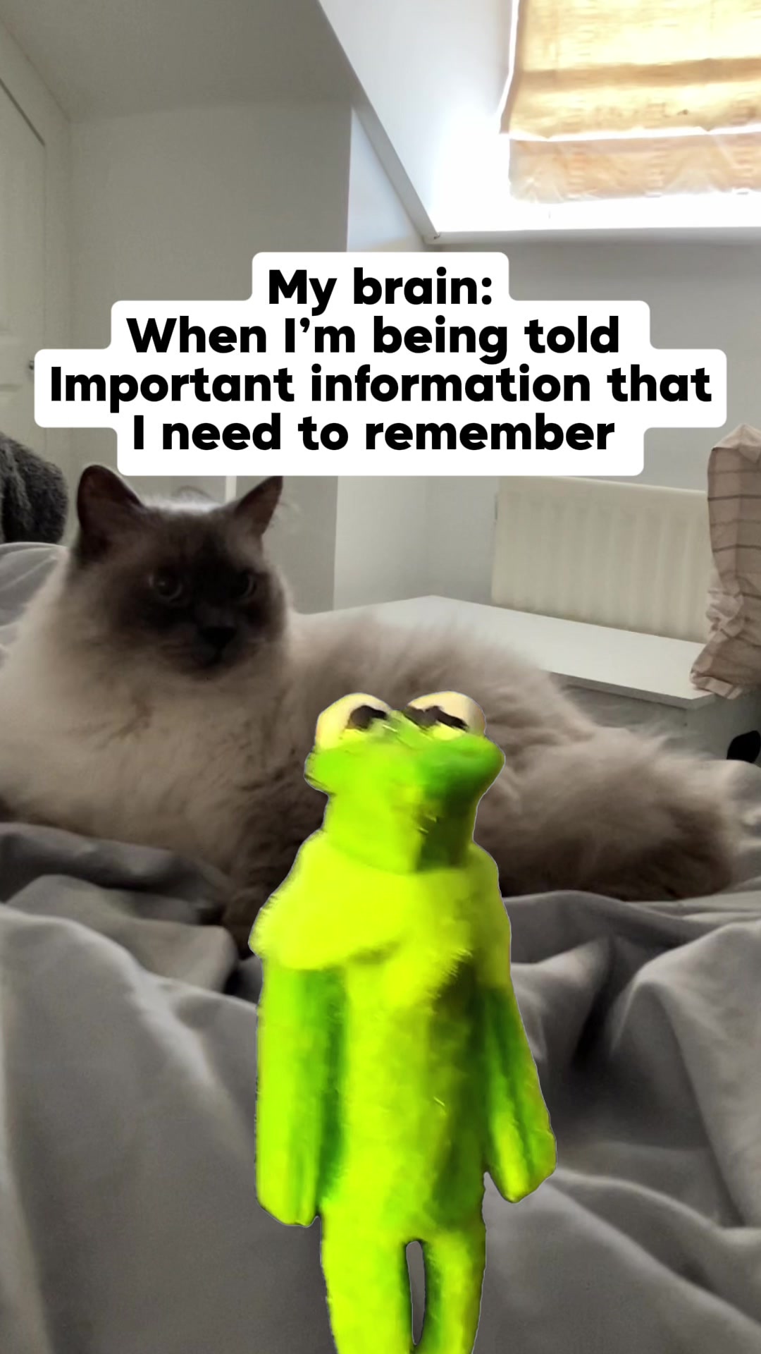 @My 5 cats