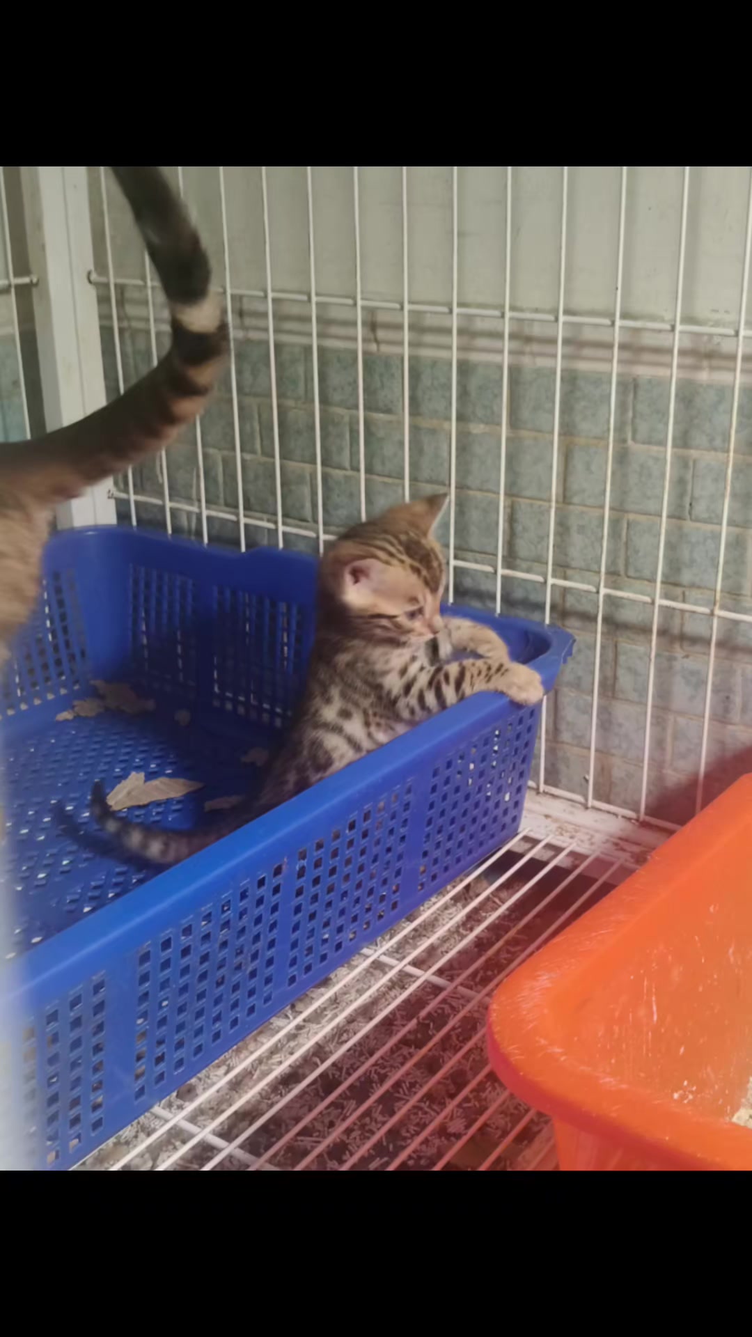 @豹貓老爹