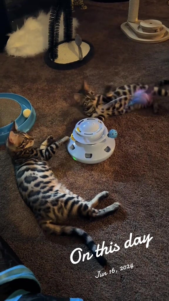 @Tiny Leopard Cats