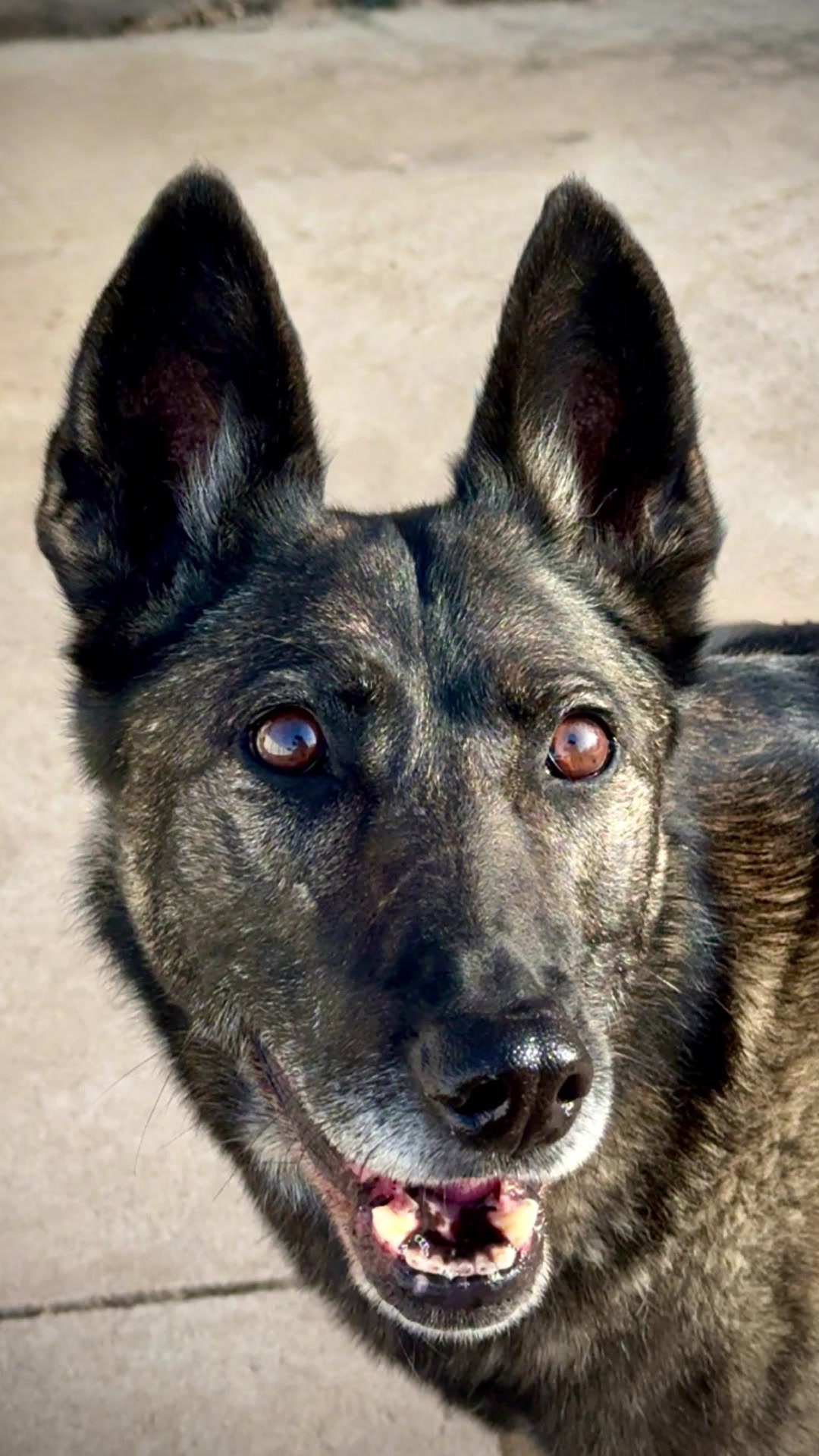 @K9 Dina