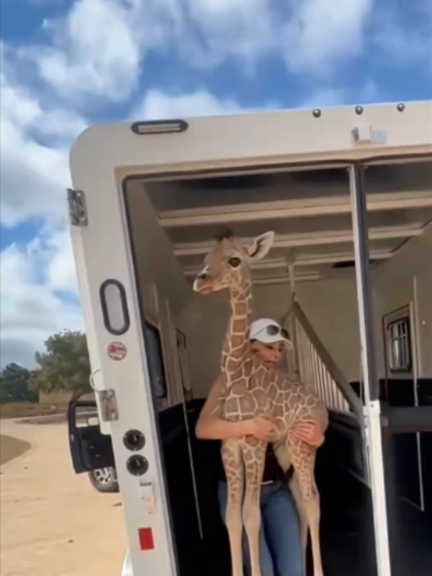 @Mundo dos Animais