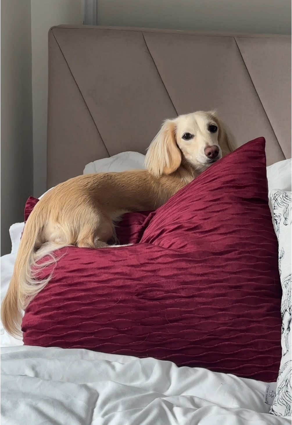 @Bisou 🤍 Cream Mini Dachshund
