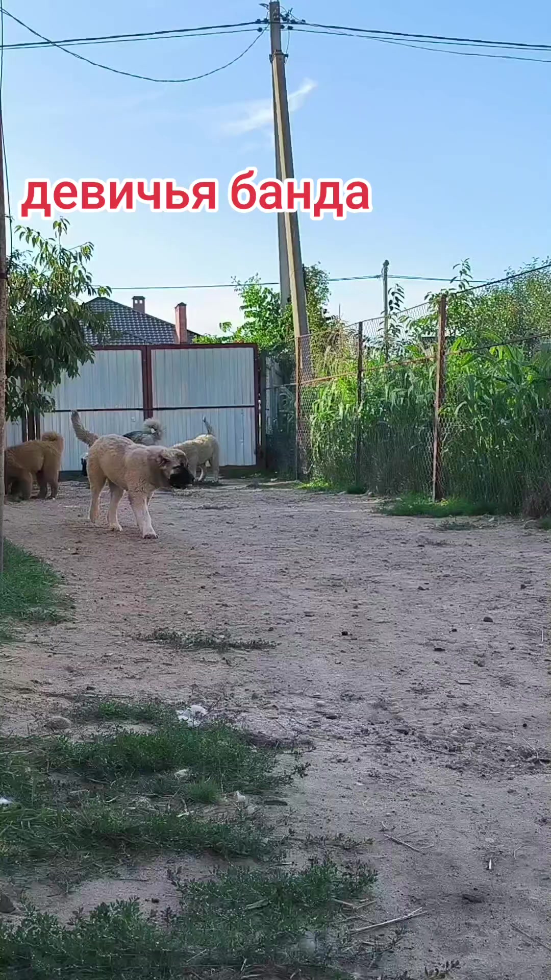 @Петровна