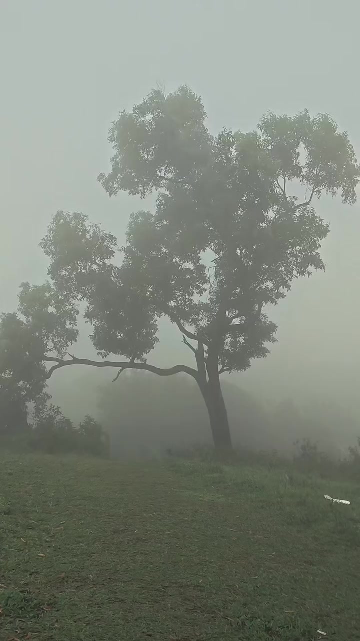 @jamshi585885