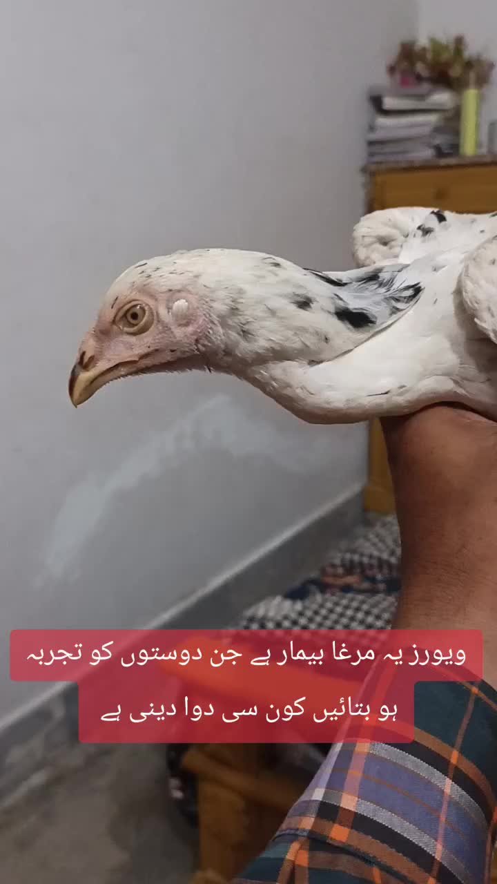 @RoadWisdom Guru Multan