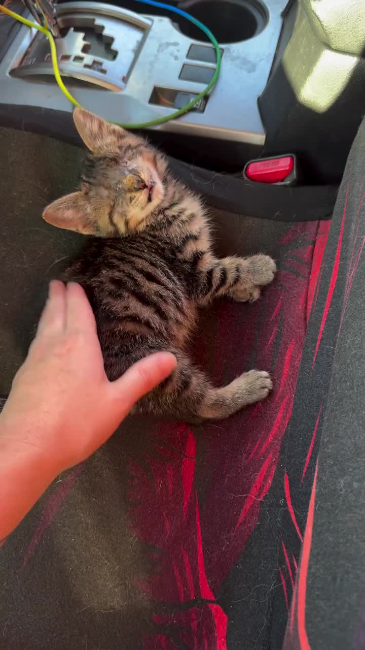 @catnipcrazee