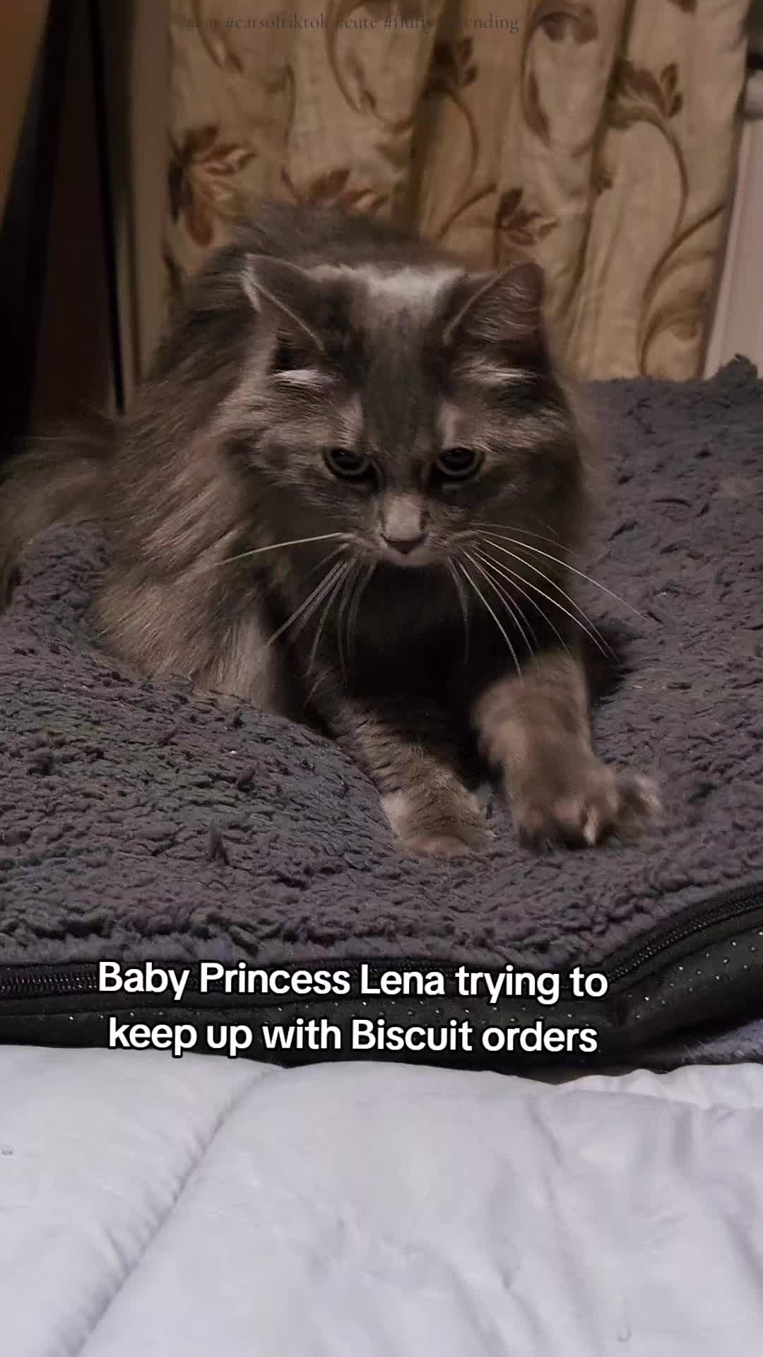 @Baby Princess Lena