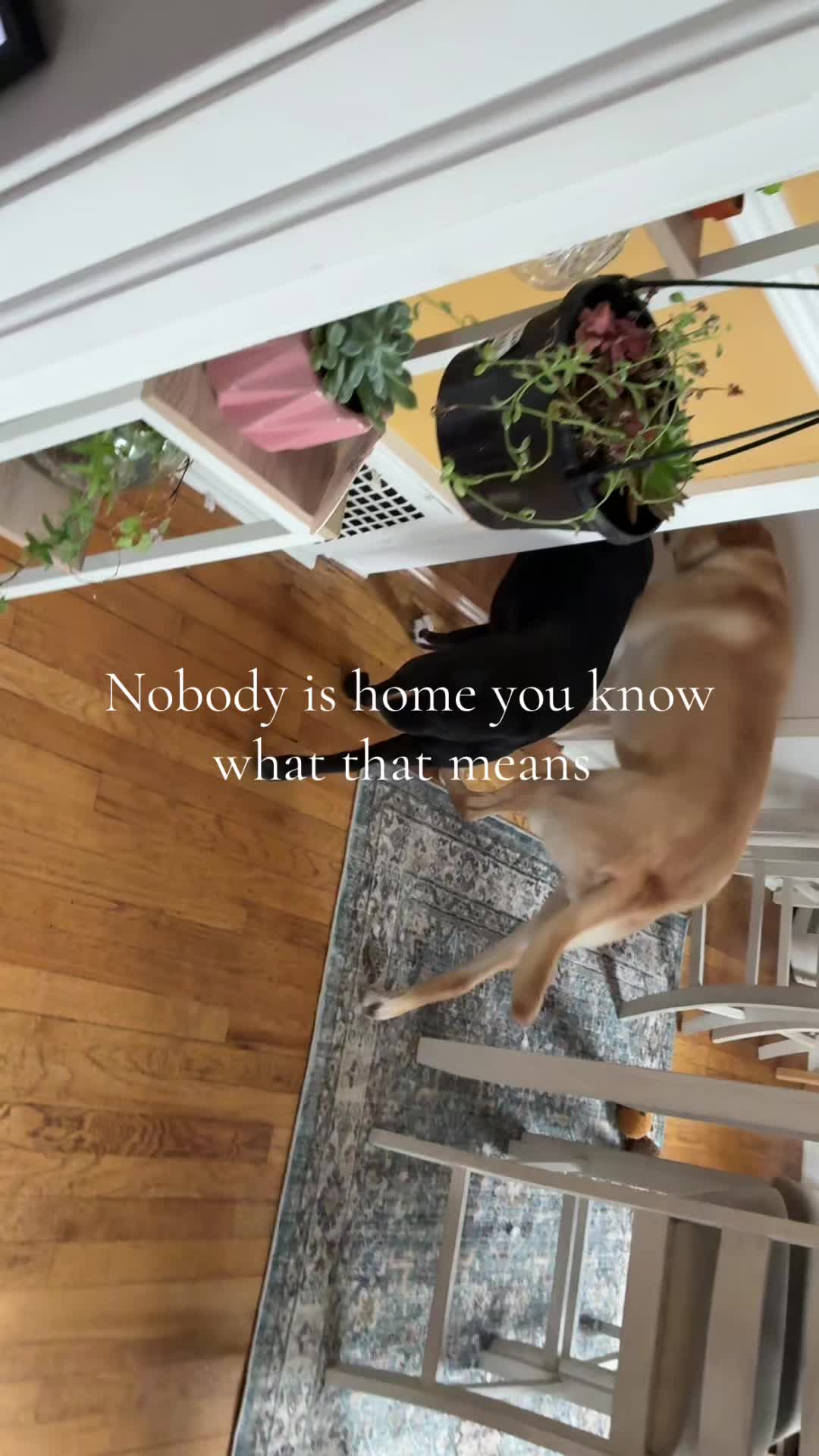 @‧₊˚♪ 𝒦𝓎𝄞₊˚⊹