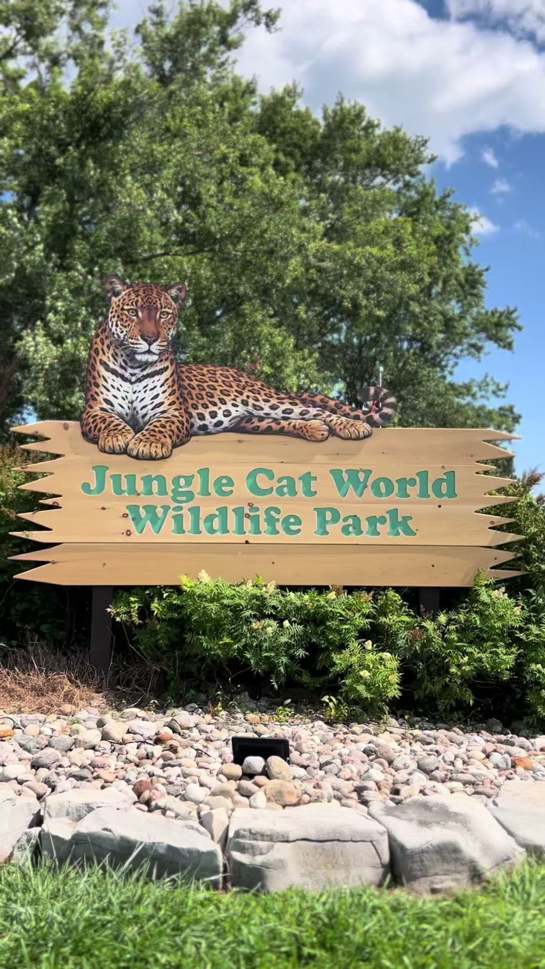 @Jungle Cat World