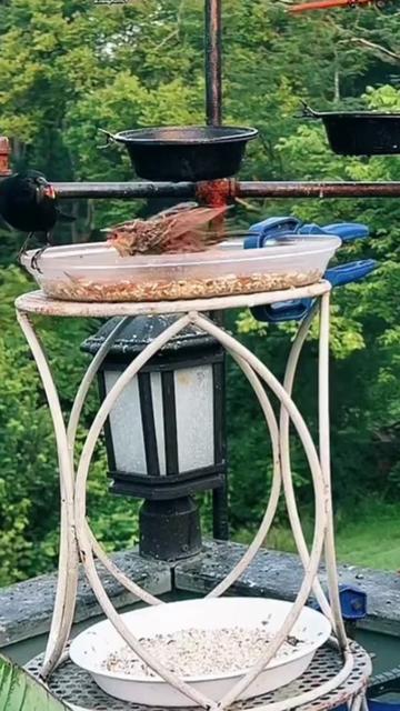 @Backyardbirdz