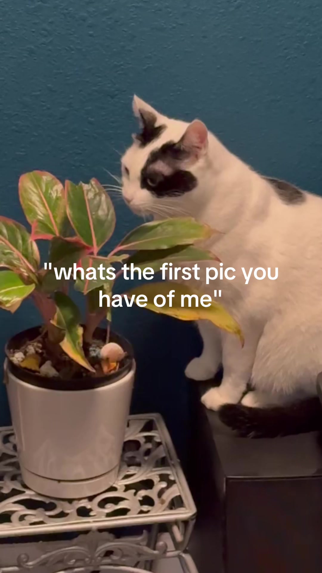 @Asstrudel