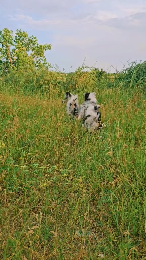 @kennel.dogs