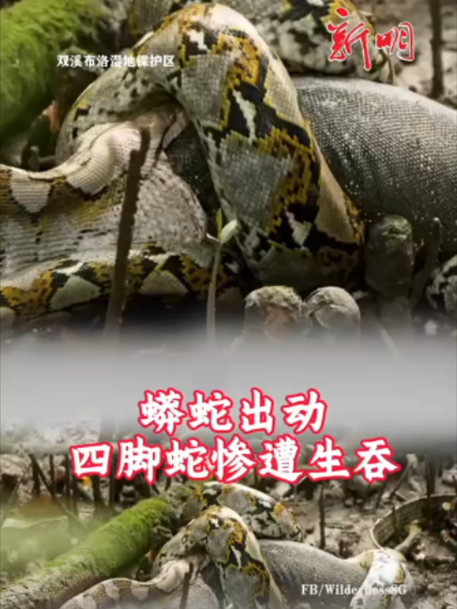 @新明日报