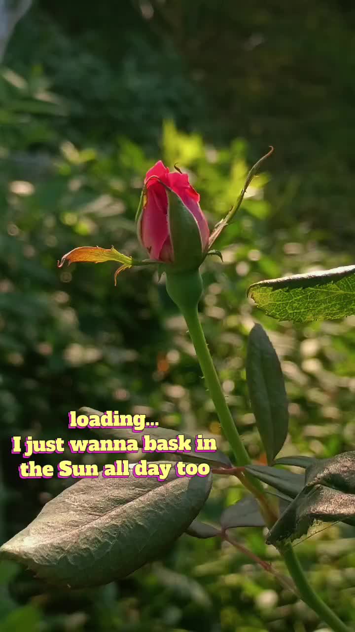 @DakotaD | GallivantingGardener