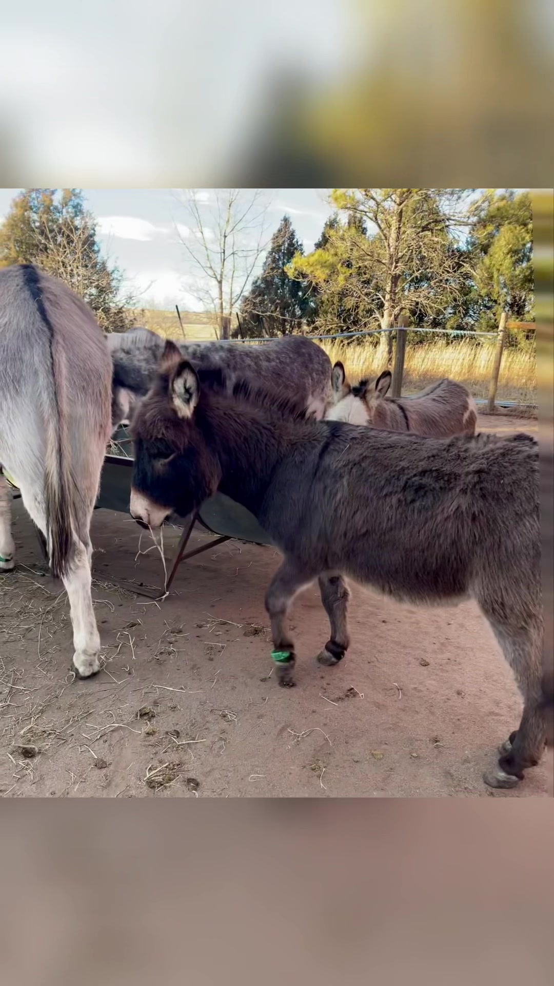 @CCDonkeysOfficial
