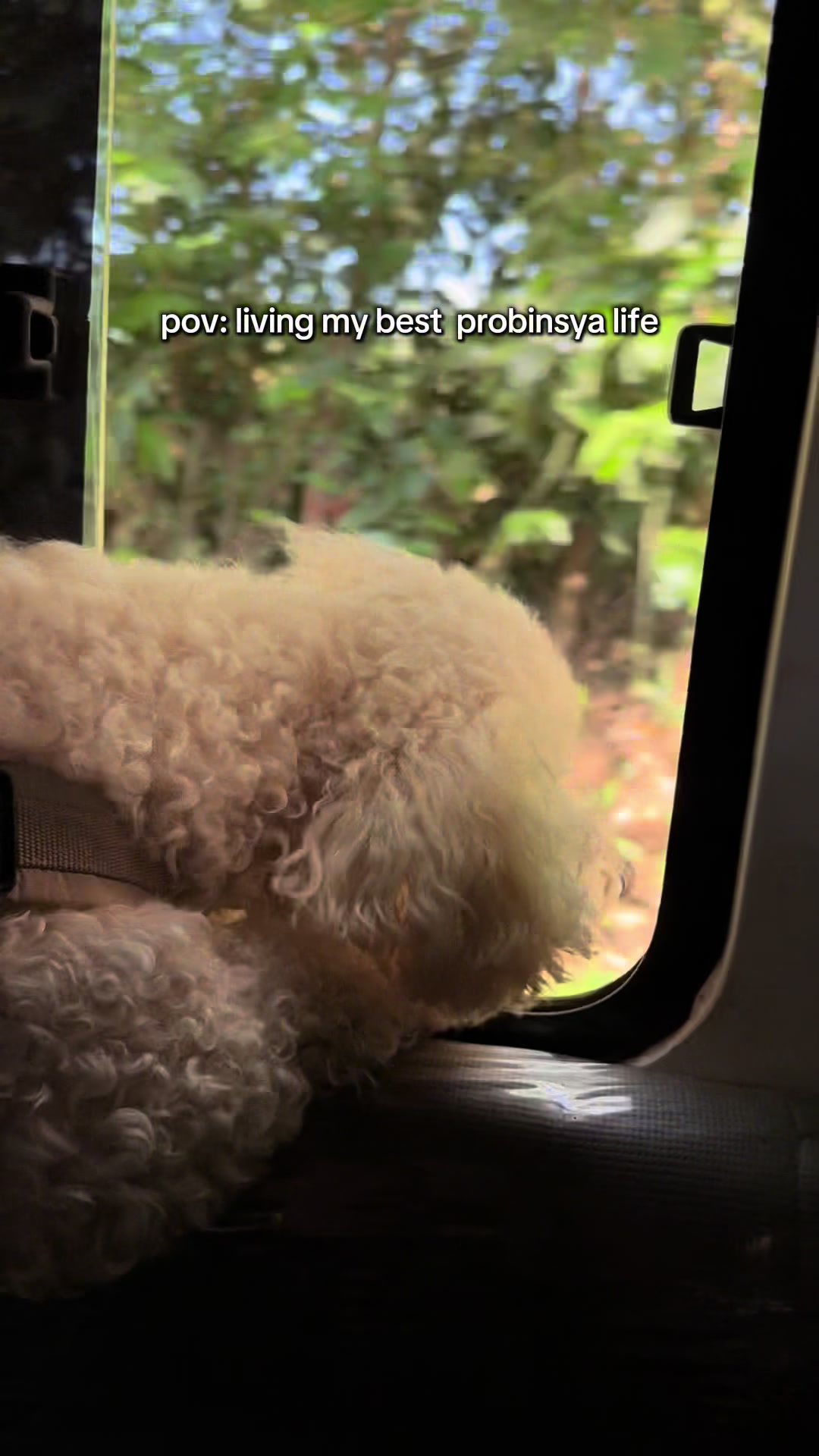 @Coco the poodle