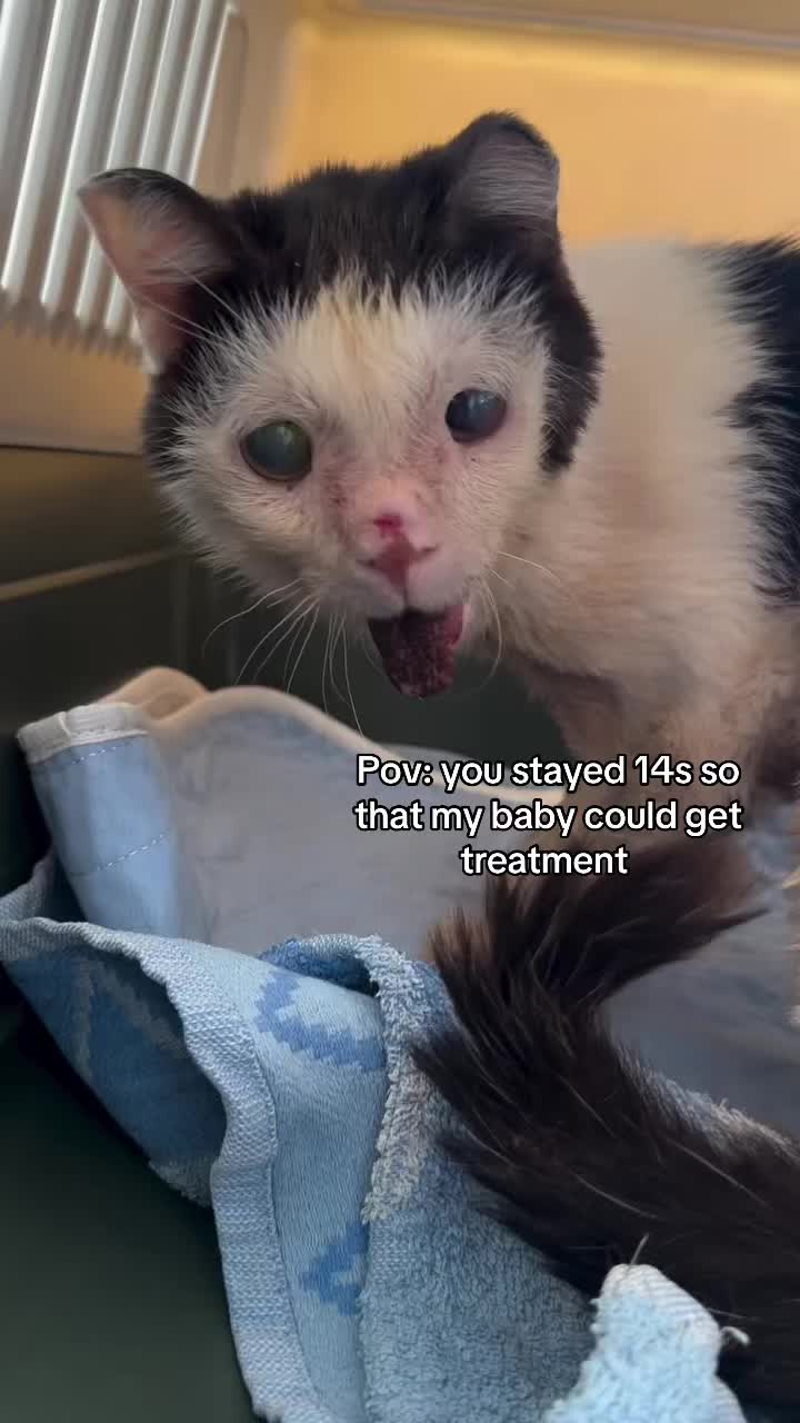 @wemakerescues