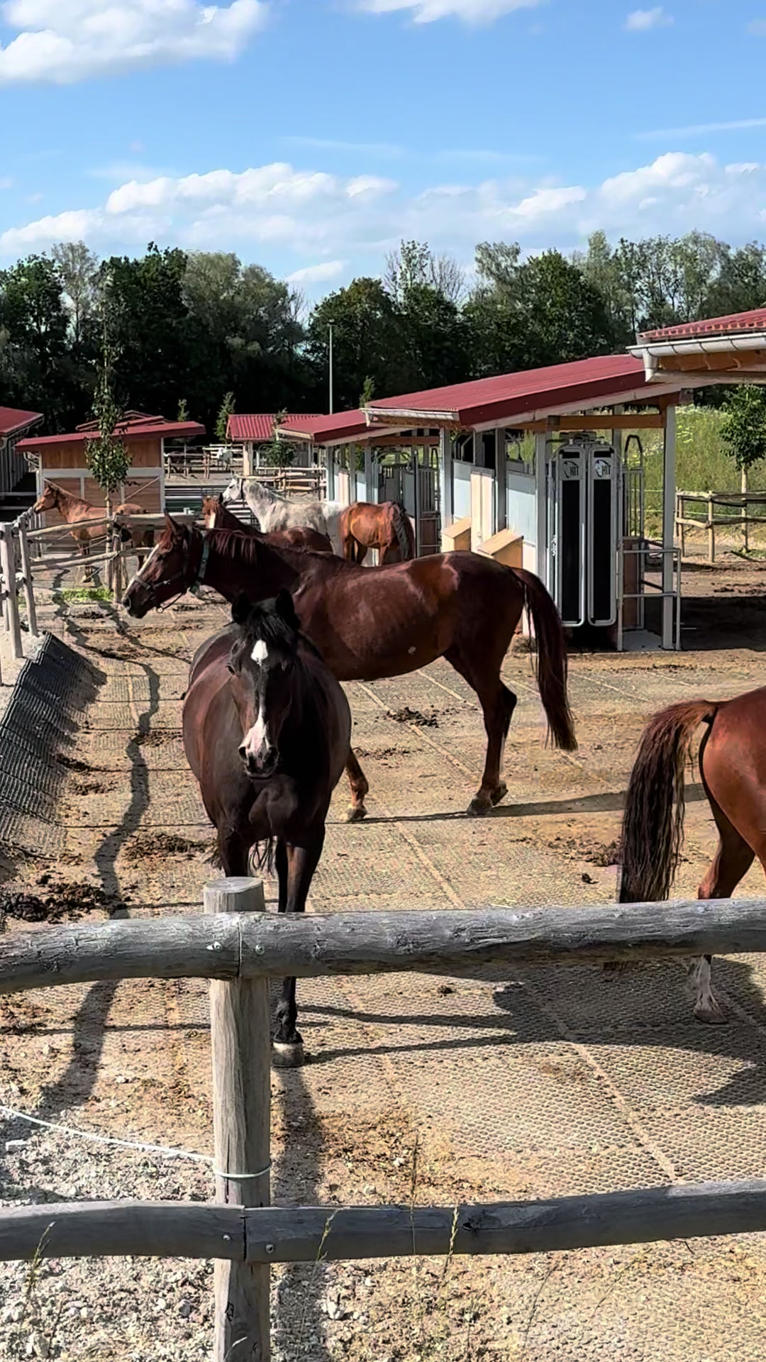 @Simbim & Friends 🐴🐕