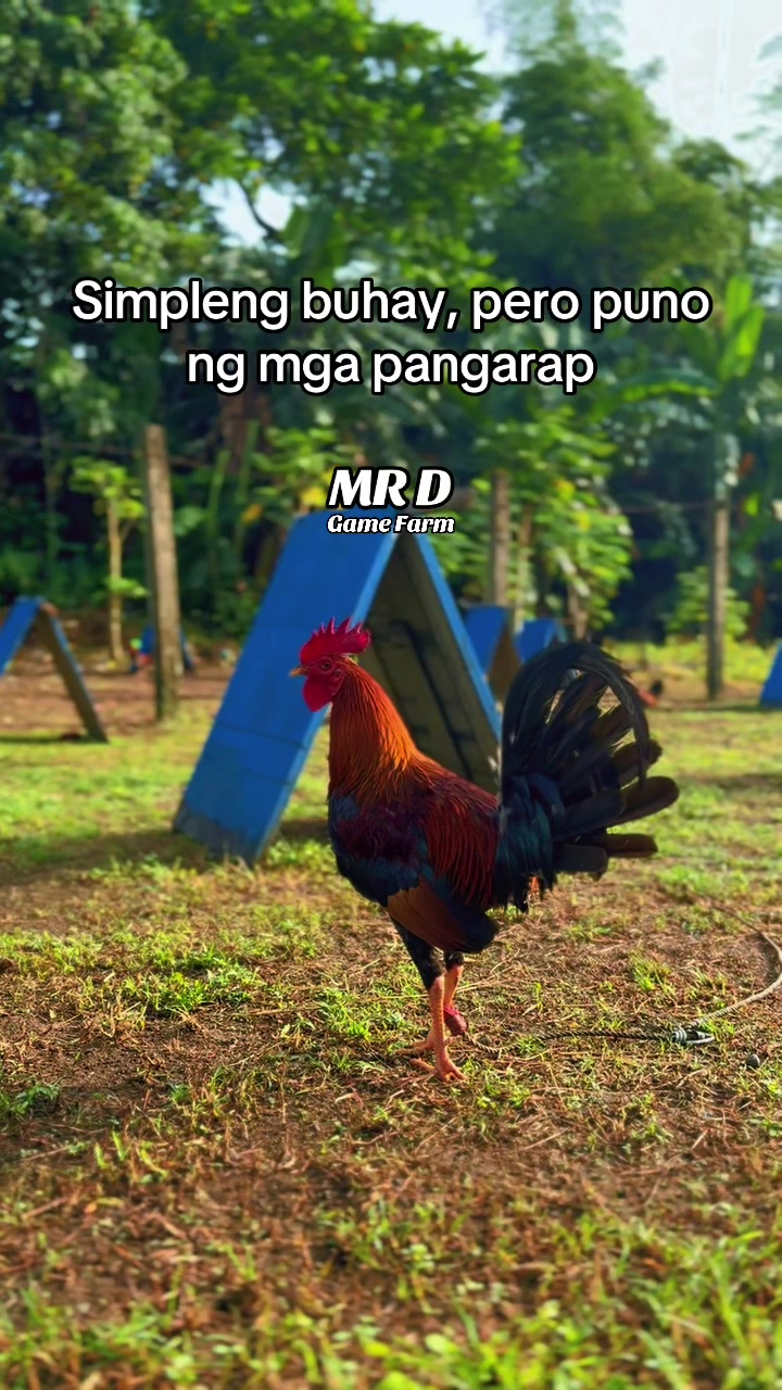 @MR D Game Farm