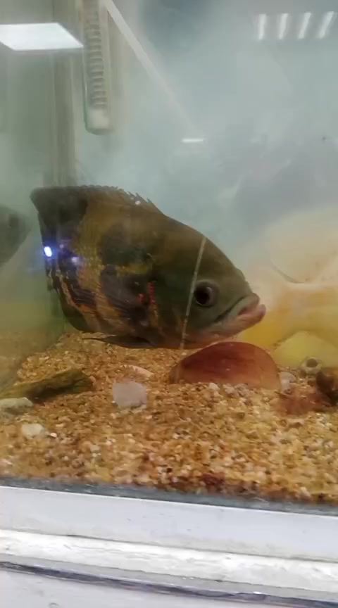 @Rodrigo EXOTIC AQUARIO