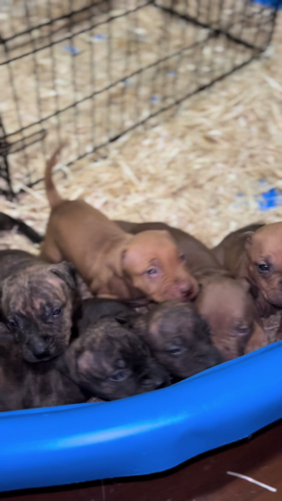 @Big Bookie Kennels