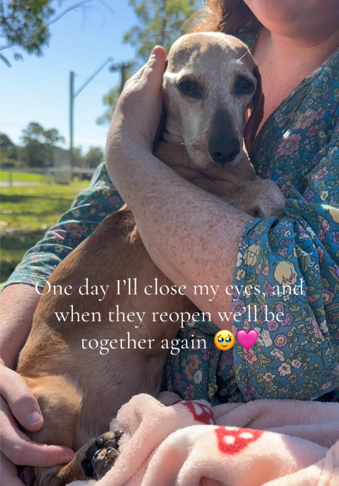 @ONATAH Dachshunds