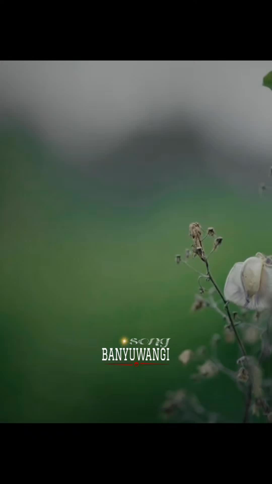@✨SONG BANYUWANGI✨